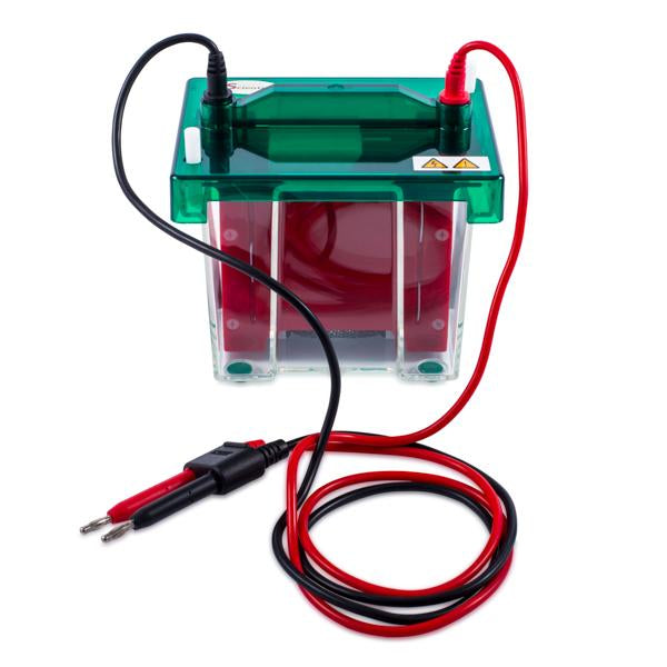 Western Blot. Modelo CS-ZY5