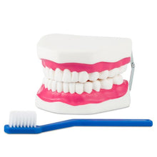 Cargar imagen en el visor de la galería, Modelo Dentadura Gigante Flexible. Modelo CVQ7013