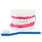 Modelo Dentadura Gigante Flexible. Modelo CVQ7013