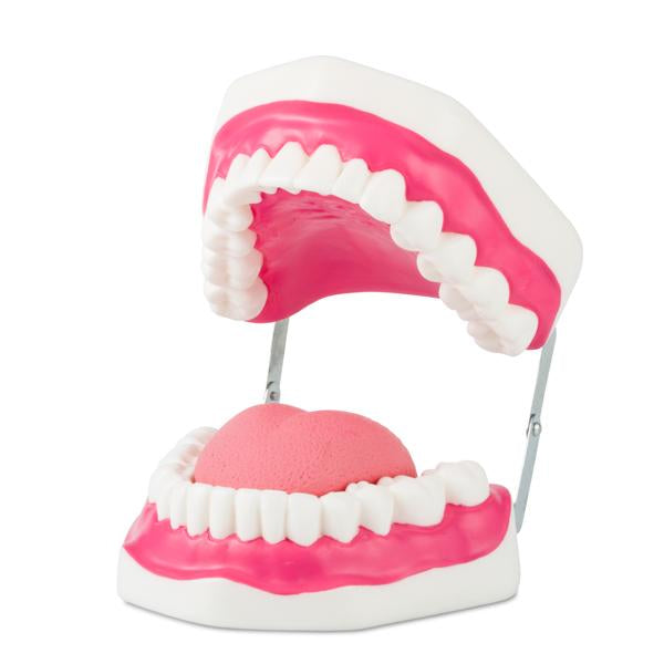 Modelo Dentadura Gigante Flexible. Modelo CVQ7013