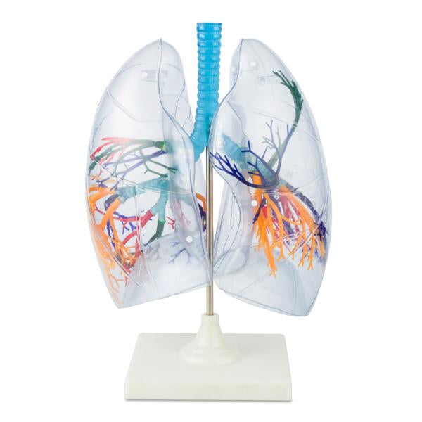 Modelo Pulmones Transparentes. Modelo CVQ7048